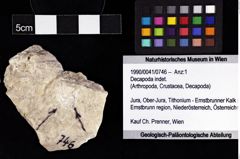 Foto (Objket + Etiketten) von Decapoda indet. 